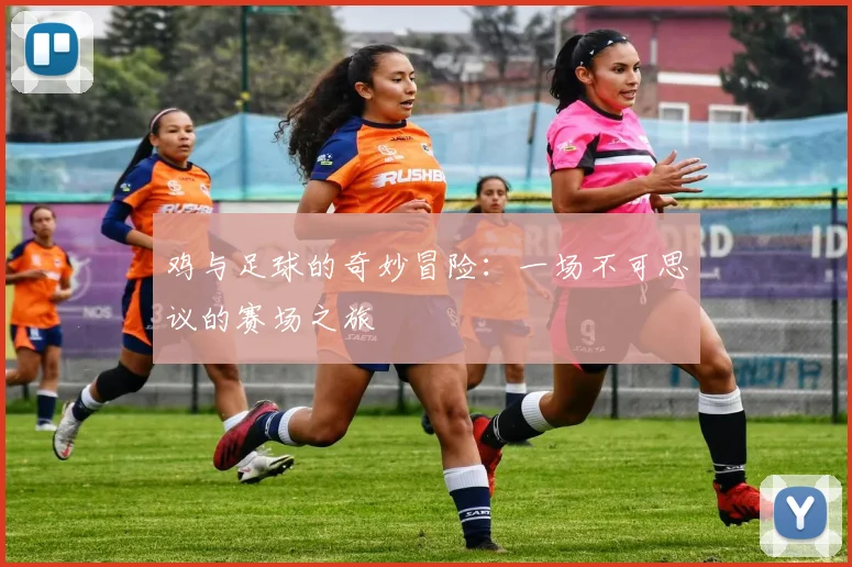 鸡与足球的奇妙冒险：一场不可思议的赛场之旅